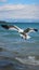 Aerial ballet Seagull glides over the expansive and serene sea