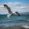 Aerial ballet Seagull glides over the expansive and serene sea