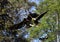 Aerial Battle between Eagles at Alert Bay, BC