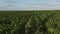 Aerial bird view footage over maize field with still young and small corn plants showing the wide agricultural field