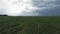 Aerial bird view footage over maize field with still young and small corn plants showing the wide agricultural field