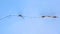 Aerial, birds eye view of a herd of caribou, walking single file through the tundra during winter