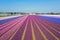 Aerial from blossoming hyacinth fields in the Netherlands