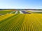 Aerial from blossoming tulip fields in the countryside from the