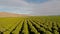 Aerial California Orange Orchards