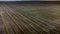 Aerial of canola crop swaths waiting for harvest