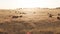 Aerial of Cattle grazing in golden farm field meadow. Silhouettes. Australia