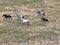 Aerial Cinematic slow motion shot of Drone Flying over a large herd of wild horses galloping fast across the steppe.