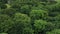 aerial clip flying over tree tops of an English rural woodland forest