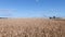 AERIAL CLOSE UP Flying close above vast yellow wheat field surrounded by dramatic mountains in idyllic Tuscany nature at