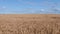 AERIAL CLOSE UP Flying close above vast yellow wheat field surrounded by dramatic mountains in idyllic Tuscany nature at