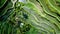 Aerial close up on green rice terraces and palm trees