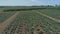 An Aerial Close Up View of Amish Farmlands and Countryside with Green Crop Fields