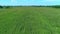 Aerial Close View of Green Corn Fields in Rows