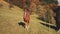 Aerial closeup horses look camera at mountain hill. Nature landscape at autumn day. Trees at pasture