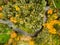 Aerial colorful forest scene in autumn with orange and yellow foliage.