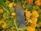 Aerial colorful forest scene in autumn with orange and yellow foliage.