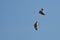 Aerial Combat Between a Northern Harrier and Red-Tailed Hawk