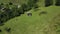 Aerial cows in mountains view eating fresh green grass spring warm rural day