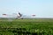 An aerial crop duster in action