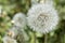 Aerial dandelion with seeds in the afternoon close-up