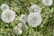 Aerial dandelion with seeds in the afternoon close-up