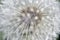 Aerial dandelion with seeds in the afternoon close-up