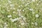 Aerial dandelion with seeds in the afternoon close-up