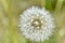 Aerial dandelion with seeds in the afternoon close-up