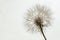 Aerial dandelion on a white, gray background. Relax, air.copy space