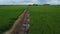 aerial daytime scene at the green paddy field farm