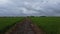 aerial daytime scene at the green paddy field farm