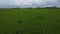 aerial daytime scene at the green paddy field farm