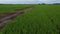 aerial daytime scene at the green paddy field farm