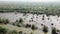 Aerial dead brown mangrove trees and green mangrove trees