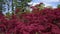 Aerial dolly over the vivid red leaves of a Chinese Map Tree