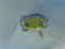 Aerial drone bird`s eye view of a small, densely vegetated island shaped like a kidney or like a brain, seen in New Zealand