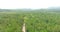 Aerial drone bird`s eye view video on palm forest with a long narrow road in the middle. tropical paradise pacific atoll