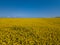 Aerial drone capture image of brilliant bright yellow rapeseed field and blue sky horizon
