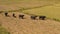 Aerial drone of Cattle on the pasture in Sri Lanka.