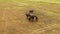 Aerial drone of Cattle on the pasture in Sri Lanka.