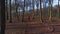 Aerial drone clip of teenage young woman hiking with red backpack in forest woodland