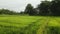 Aerial drone flight over lush green rice fields at sunset, showcasing rural agriculture landscape, serene natural beauty