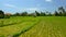 Aerial drone flight over rice terraces and worker, Bali, Indonesia, 4k