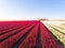 Aerial drone flying over beautiful colored tulip field in Netherlands. Drone view of bulb Agriculture fields with flowers. Fly