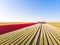 Aerial drone flying over beautiful colored tulip field in Netherlands. Drone view of bulb Agriculture fields with flowers. Fly