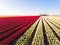 Aerial drone flying over beautiful colored tulip field in Netherlands. Drone view of bulb Agriculture fields with flowers. Fly