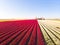 Aerial drone flying over beautiful colored tulip field in Netherlands. Drone view of bulb Agriculture fields with flowers. Fly