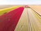 Aerial drone flying over beautiful colored tulip field in Netherlands. Drone view of bulb Agriculture fields with flowers. Fly