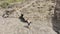 Aerial drone footage captures a young boy running up a picturesque sand dune at Piha beach, showcasing the natural beauty and adve